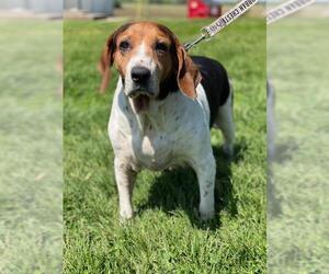 Coonhound Dogs for adoption in Troy, IL, USA