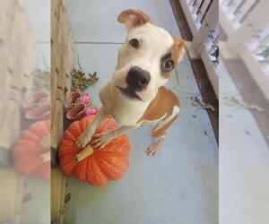 American Pit Bull Terrier Dogs for adoption in Charlotte, NC, USA