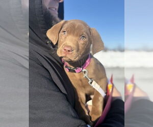Labrador Retriever-Retriever  Mix Dogs for adoption in Shermans Dale, PA, USA