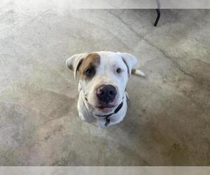 Bullboxer Pit Dogs for adoption in Santa Barbara, CA, USA