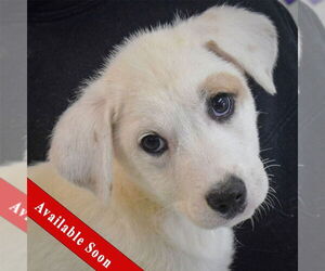Labrenees Dogs for adoption in Huntley, IL, USA