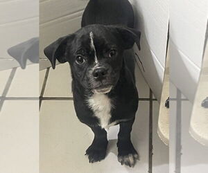 Pug-Unknown Mix Dogs for adoption in Van Nuys, CA, USA
