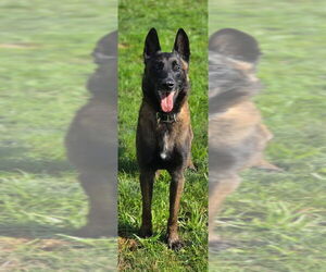 Mutt Dogs for adoption in Imlay City, MI, USA