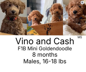 Medium Photo #2 Goldendoodle Puppy For Sale in Plainfield, IL, USA