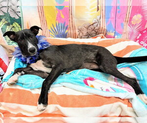 Collie-Labrador Retriever Mix Dogs for adoption in Bryant, AR, USA