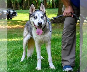 Siberian Husky Dogs for adoption in Arlington, VA, USA