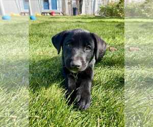Labrador Retriever-Unknown Mix Dogs for adoption in MIDWAY, UT, USA