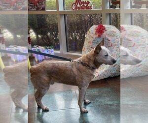 Mutt Dogs for adoption in Lacombe, LA, USA