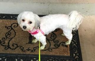 Maltese Dogs for adoption in Cincinnati, OH, USA