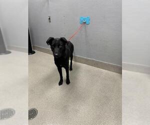 Labsky Dogs for adoption in Las Vegas, NV, USA