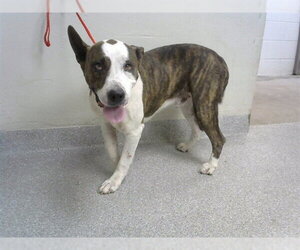 American Pit Bull Terrier-Unknown Mix Dogs for adoption in Pasadena, TX, USA