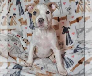 American Staffordshire Terrier-Unknown Mix Dogs for adoption in New Oxford , PA, USA