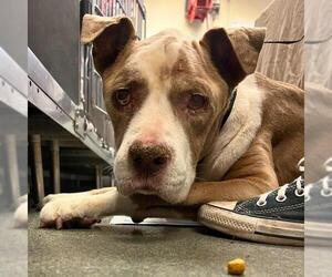 American Staffordshire Terrier Dogs for adoption in San Antonio, TX, USA