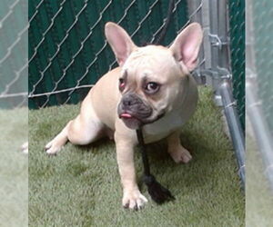 French Bulldog Dogs for adoption in Downey, CA, USA