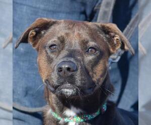Chocolate Labrador retriever-German Shepherd Dog Mix Dogs for adoption in Huntley, IL, USA
