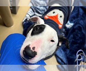 Bull Terrier Dogs for adoption in Chula Vista, CA, USA