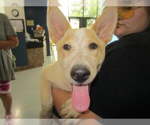 Mutt Dogs for adoption in Temple, TX, USA