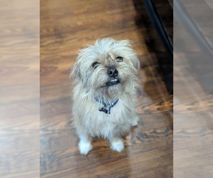 Mutt Dogs for adoption in Fort Worth, TX, USA