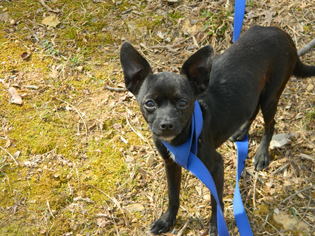 Chihuahua Dogs for adoption in Randleman, NC, USA