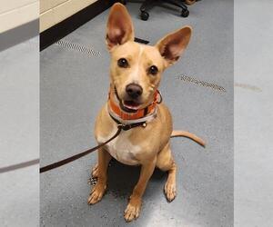 Labrador Retriever-Unknown Mix Dogs for adoption in Denver, CO, USA