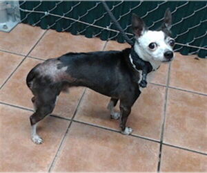 Chihuahua Dogs for adoption in Downey, CA, USA