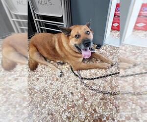 Carolina Dog-Chow Chow Mix Dogs for adoption in Newnan, GA, USA