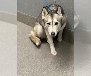 Siberian Husky-Unknown Mix Dogs for adoption in Las Vegas, NV, USA