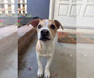 Chihuahua-Unknown Mix Dogs for adoption in Visalia, CA, USA