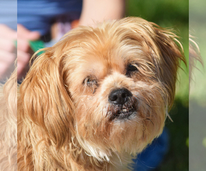 Silkyhuahua Dogs for adoption in Huntley, IL, USA