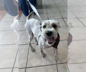 Poodle (Miniature) Dogs for adoption in San Diego, CA, USA