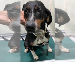 Beagle Dogs for adoption in Forestville, MD, USA