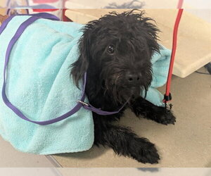 Mutt Dogs for adoption in Corona, CA, USA