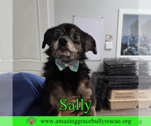 Chihuahua-Unknown Mix Dogs for adoption in Pensacola, FL, USA