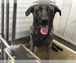 Mastiff Dogs for adoption in San Bernardino, CA, USA