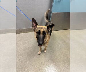German Shepherd Dog-Unknown Mix Dogs for adoption in Las Vegas, NV, USA