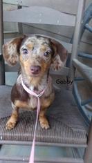 Dachshund Dogs for adoption in Little Rock, AR, USA