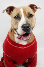 Medium Photo #1 American Bulldog-Unknown Mix Puppy For Sale in Miami, FL, USA
