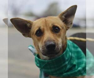 German Shepherd Dog-Unknown Mix Dogs for adoption in San Antonio, TX, USA