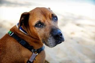 Boxador Dogs for adoption in Chinook, WA, USA