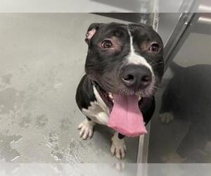 American Staffordshire Terrier Dogs for adoption in Norfolk, VA, USA