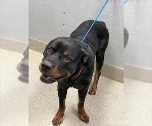 Rottweiler-Unknown Mix Dogs for adoption in Las Vegas, NV, USA