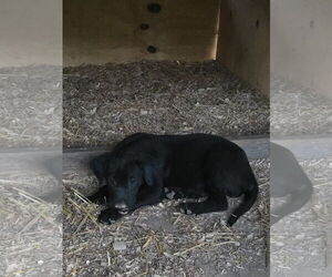 Labrador Retriever-Unknown Mix Dogs for adoption in Kannapolis, NC, USA