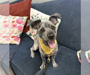 Mutt Dogs for adoption in San Leon, TX, USA