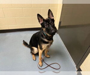 German Shepherd Dog Dogs for adoption in Denver, CO, USA