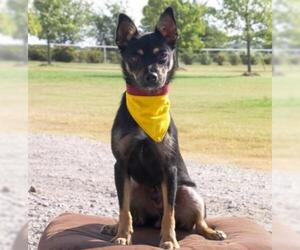 Chiranian Dogs for adoption in Carrollton, TX, USA