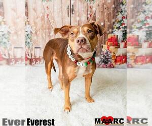 Catahoula Leopard Dog-Unknown Mix Dogs for adoption in Maryville, TN, USA