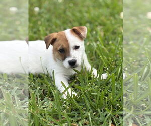Cojack Dogs for adoption in The Woodlands, TX, USA