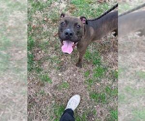 Mutt Dogs for adoption in Louisville, KY, USA