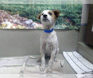 Mutt Dogs for adoption in Moreno Valley, CA, USA