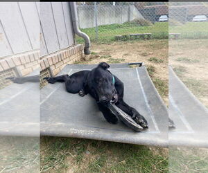 Labrador Retriever-Unknown Mix Dogs for adoption in Ball Ground, GA, USA